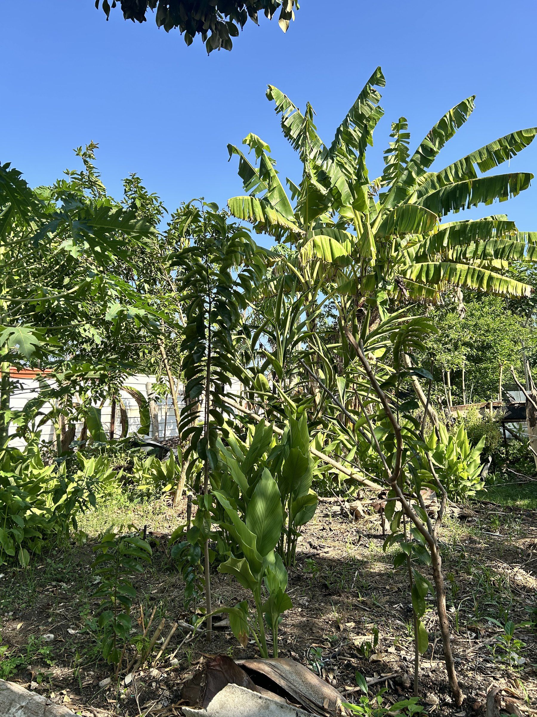 Huerta con plátano y otros cultivos bajo el sol